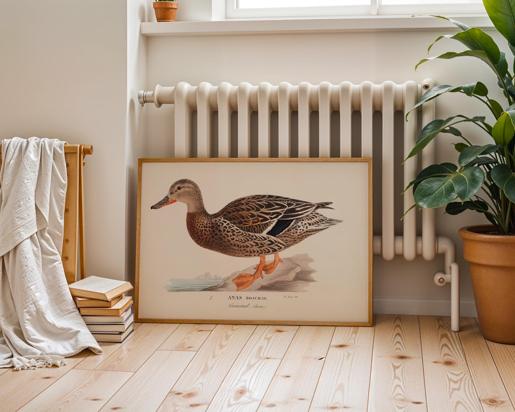 Vintage Mallard Duck Wall Art, Printable Farmhouse Nursery Drawing, Antique Bird Illustration, Neutral Kids Bedroom Wall Decor