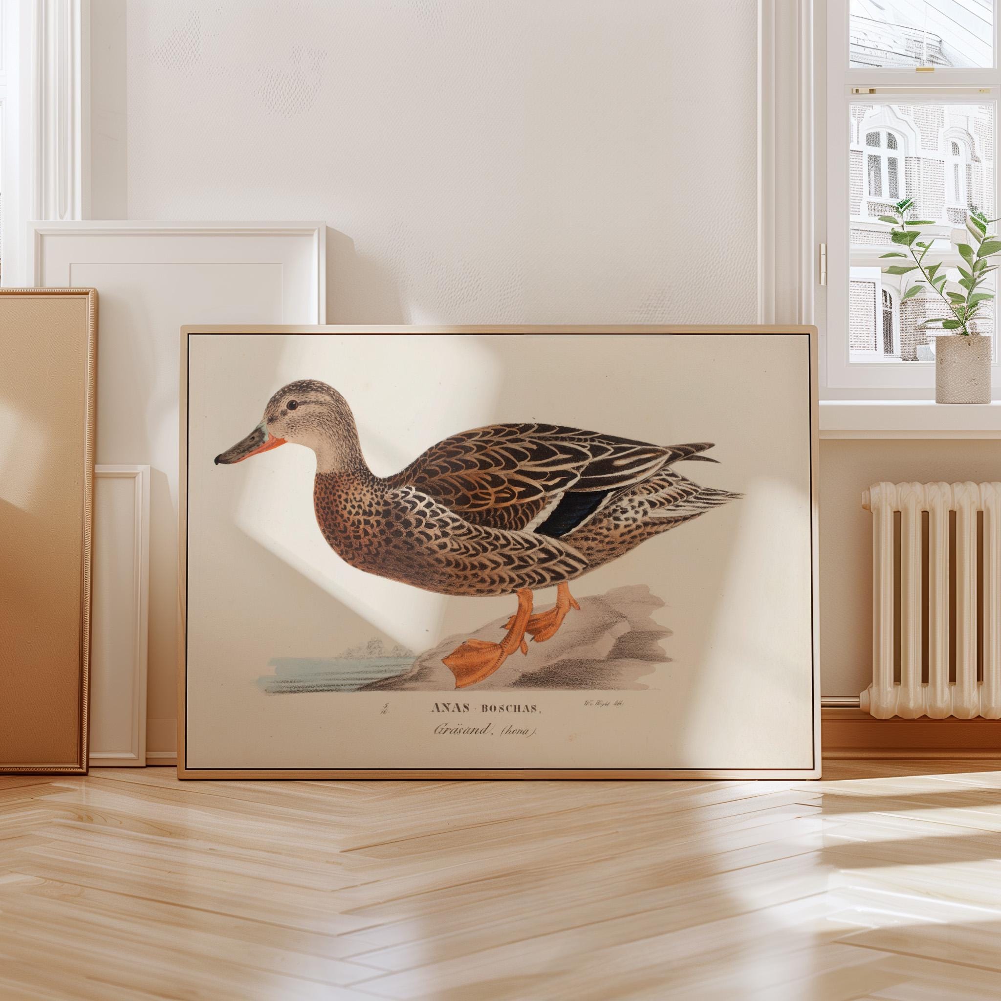 Vintage Mallard Duck Wall Art, Printable Farmhouse Nursery Drawing, Antique Bird Illustration, Neutral Kids Bedroom Wall Decor