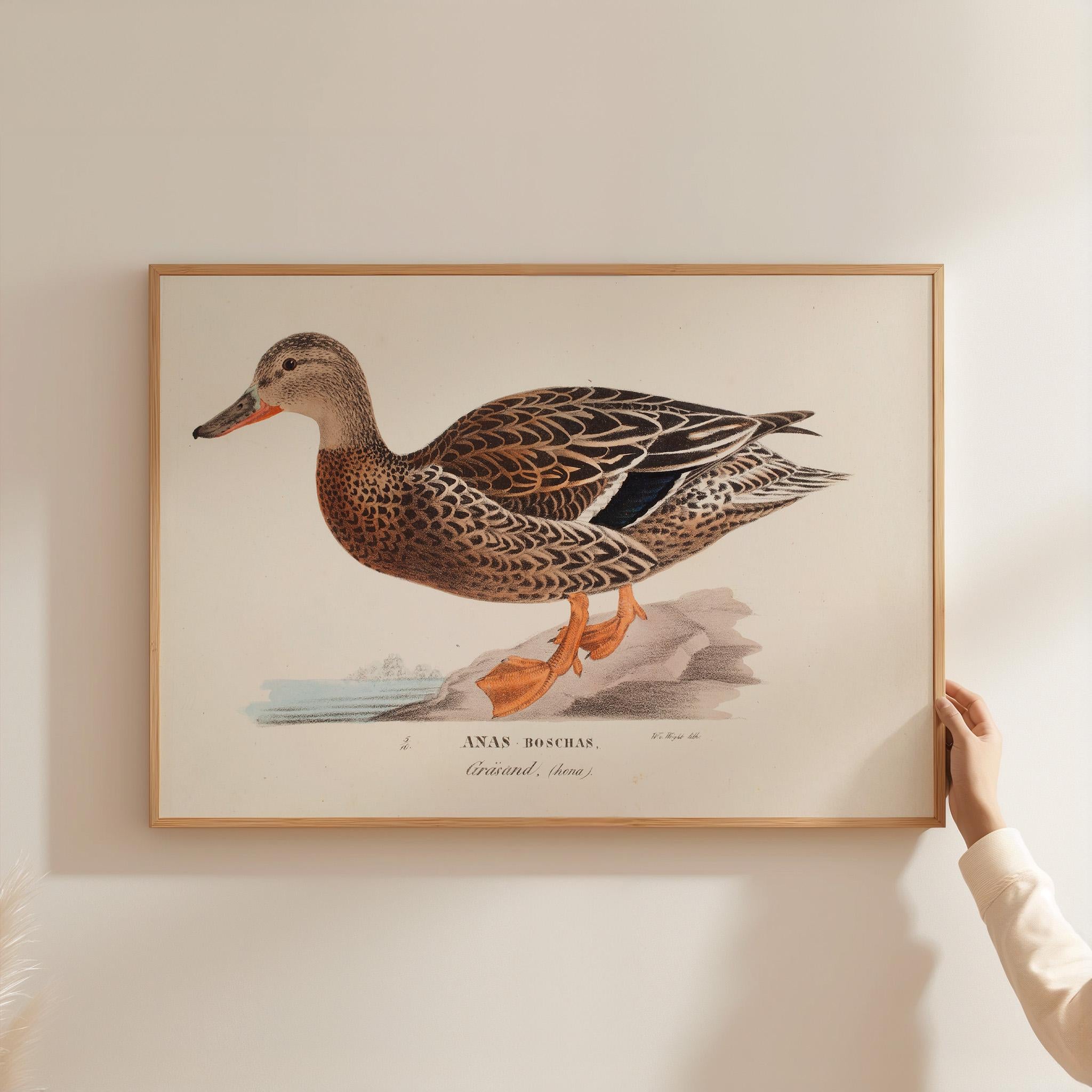 Vintage Mallard Duck Wall Art, Printable Farmhouse Nursery Drawing, Antique Bird Illustration, Neutral Kids Bedroom Wall Decor