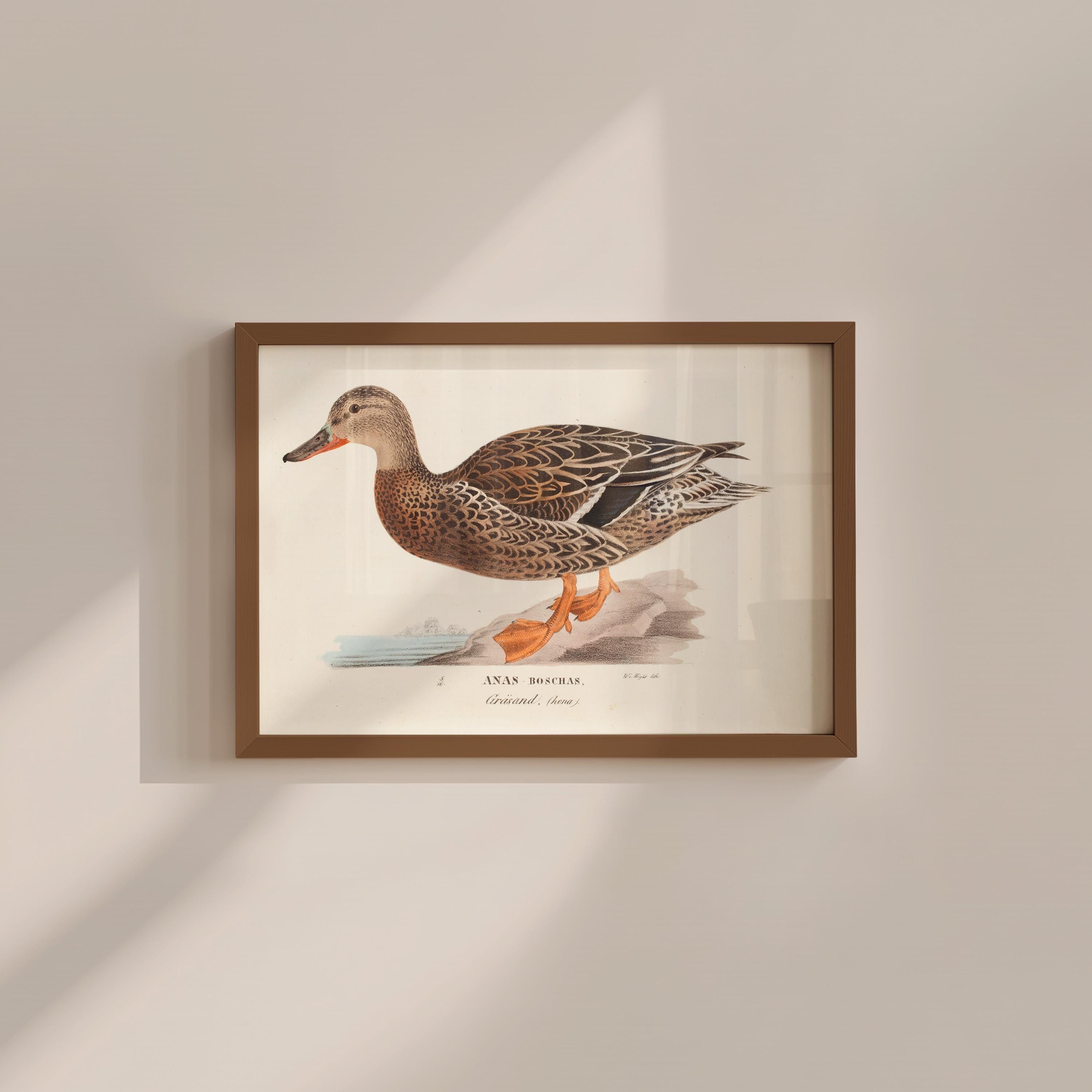 Simple Mallard Vintage Digital Art Print